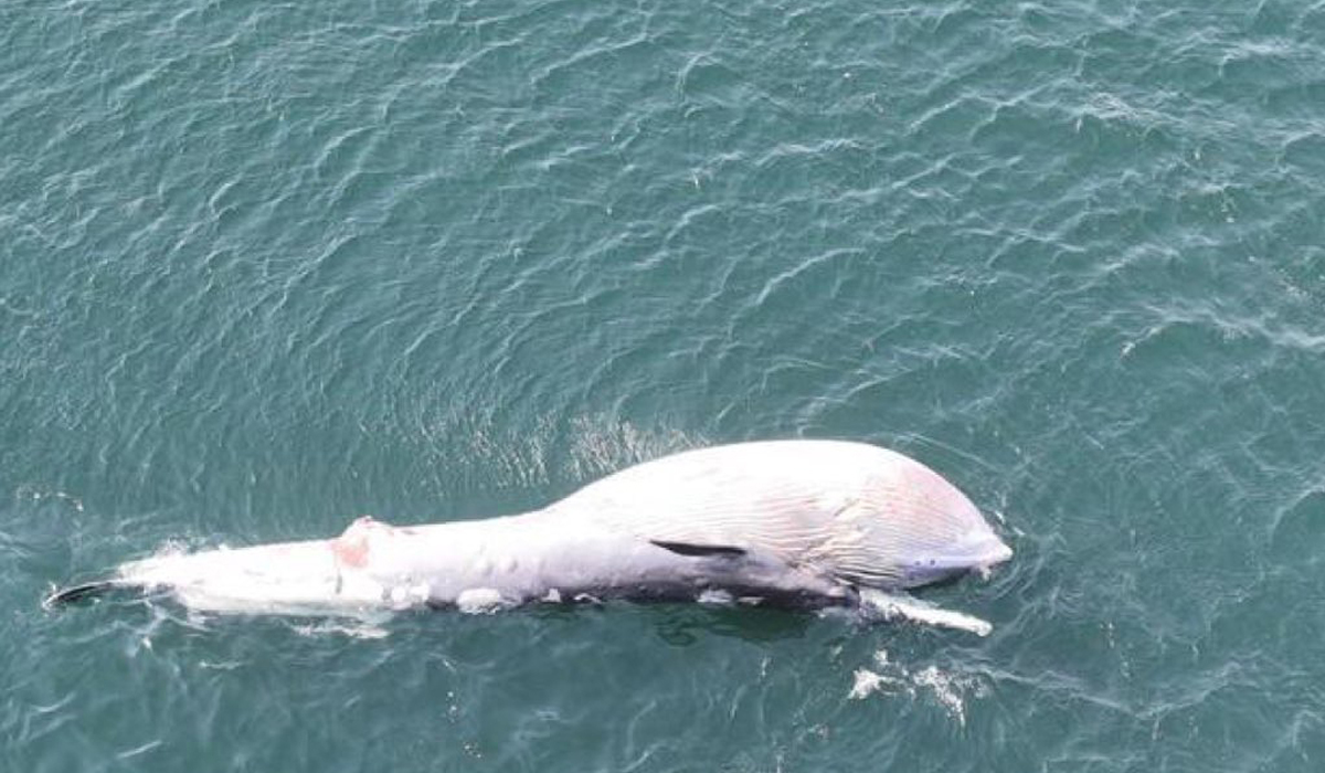 Dead whale